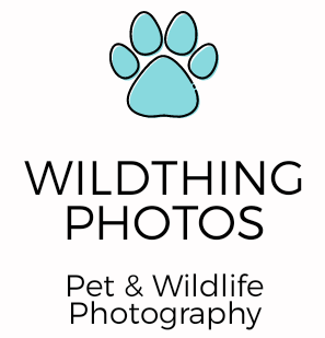 Wildthing Photos